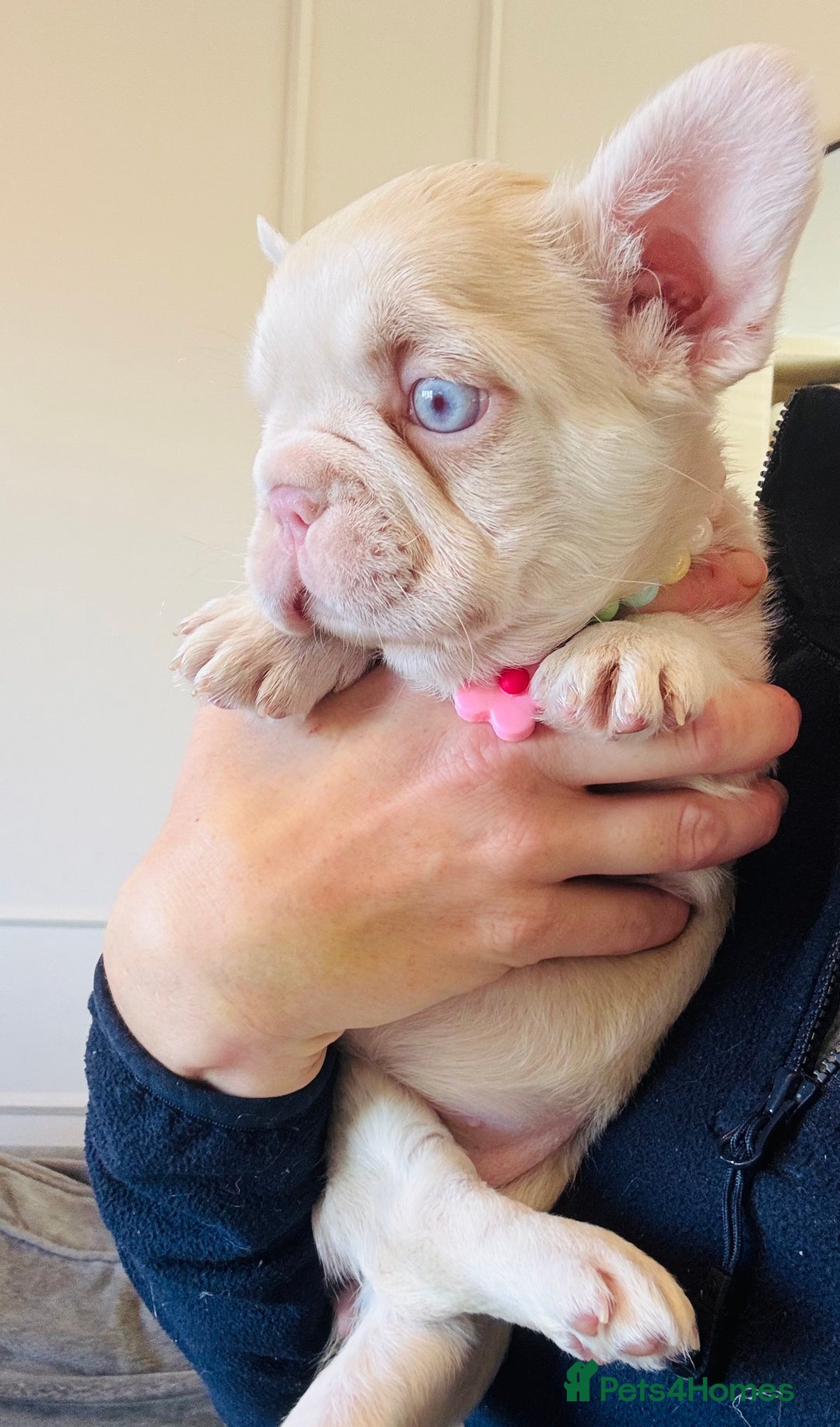 French Bulldog dogs for sale: 🌸Pink French bulldogs TOP QUALITY  - Image 4