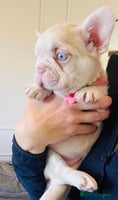 French Bulldog dogs 🌸 pink French bulldogs🌸 - Advert 4