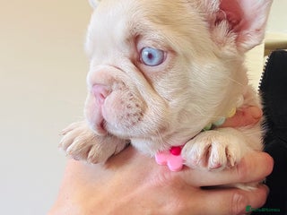 French Bulldog dogs 🌸 pink French bulldogs🌸 - Advert 4