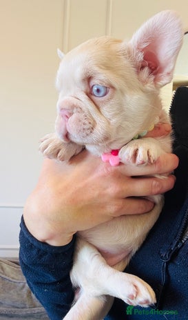 French Bulldog dogs 🌸 pink French bulldogs🌸 - Advert 6