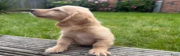 Miniature Dachshund dogs for sale: LAST ONE Long coat Cream miniature dachshund - Advert 20