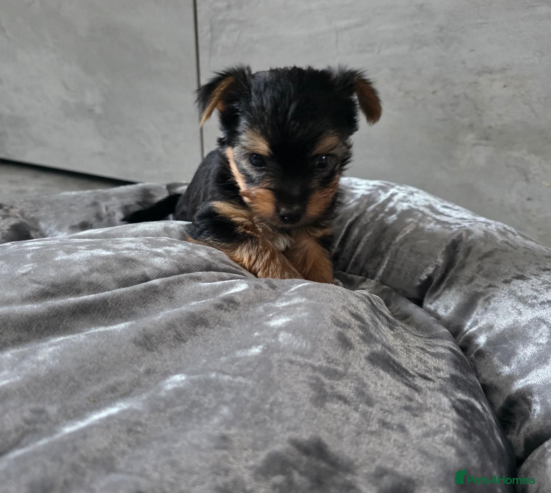 Yorkshire Terrier dogs 💕Beautiful Yorkshire Terrier Puppies 💕 - Advert 1