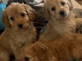 Cockapoo dogs 5 f1 cockerpoo puppies - Advert 8