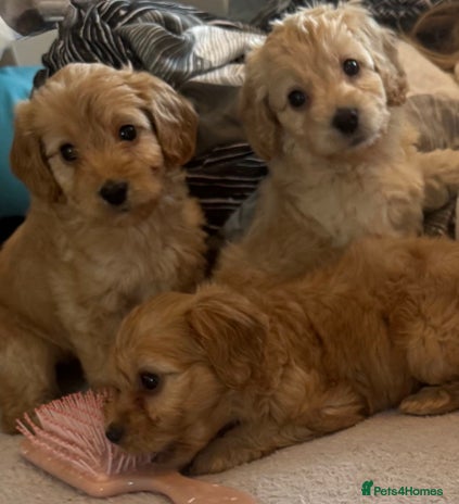 Cockapoo dogs 5 f1 cockerpoo puppies - Advert 9