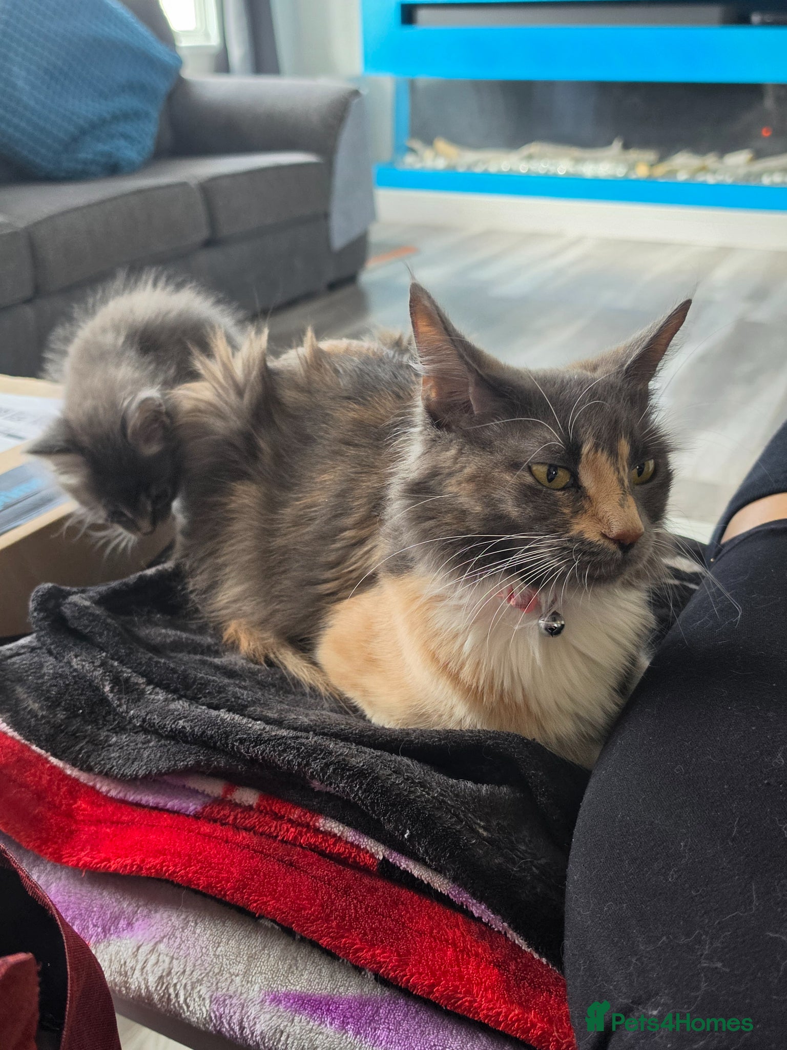 Maine Coon cats 5 pure bred main coon kittens - Advert 1