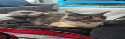 Maine Coon cats for sale: 5 pure bred main coon kittens in Glasgow - Advert 1