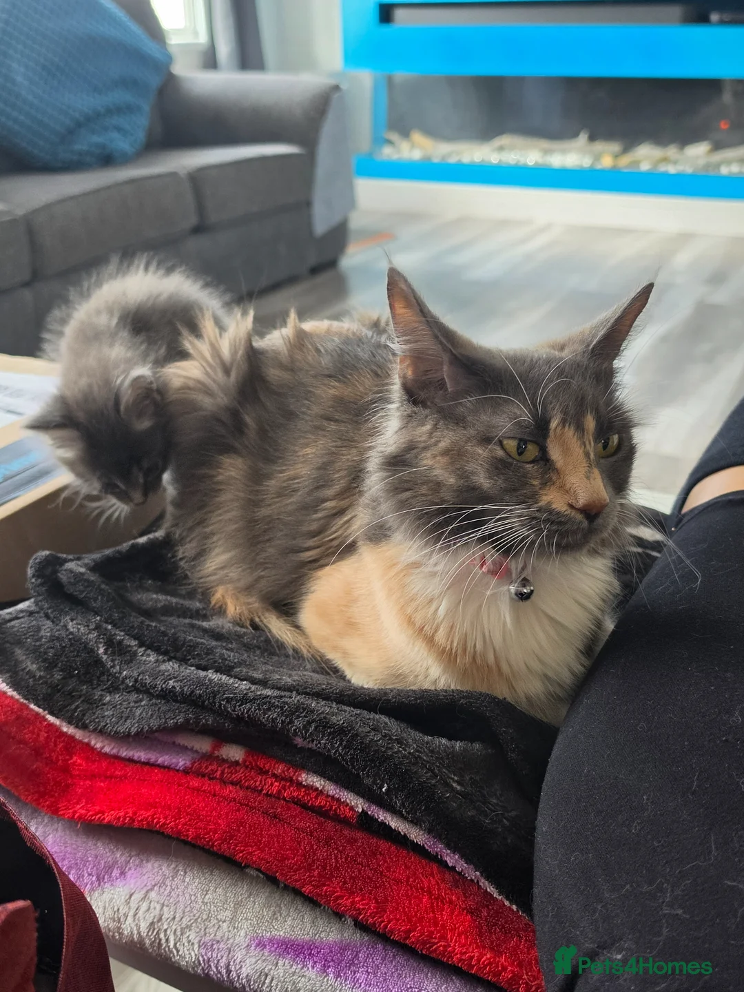 Maine Coon cats for sale: 5 pure bred main coon kittens in Glasgow - Advert 1