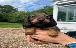 Miniature Dachshund dogs for sale: Top Show Quality KC Miniature Dachshund Puppies - Image 31