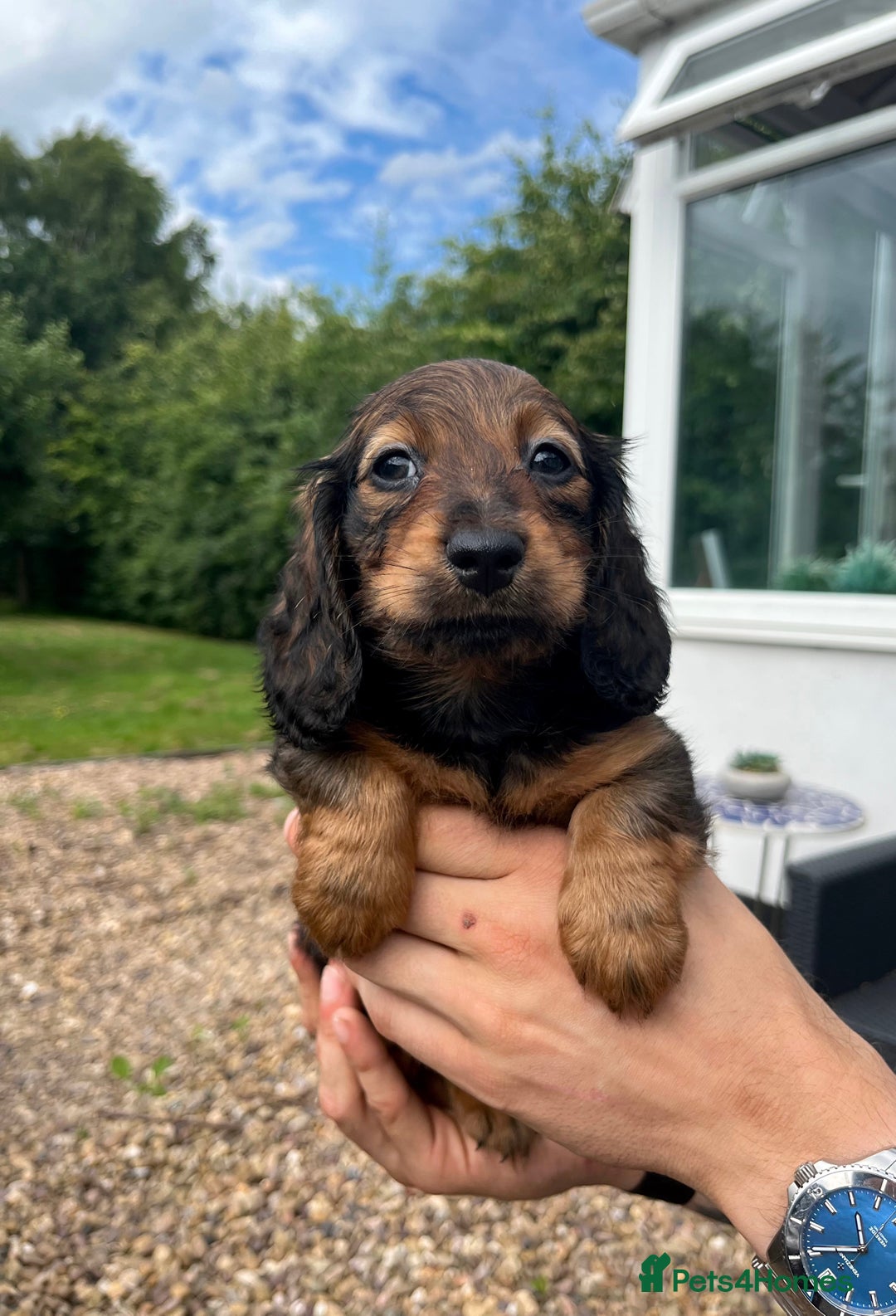Miniature Dachshund dogs for sale: Top Show Quality KC Miniature Dachshund Puppies - Image 31