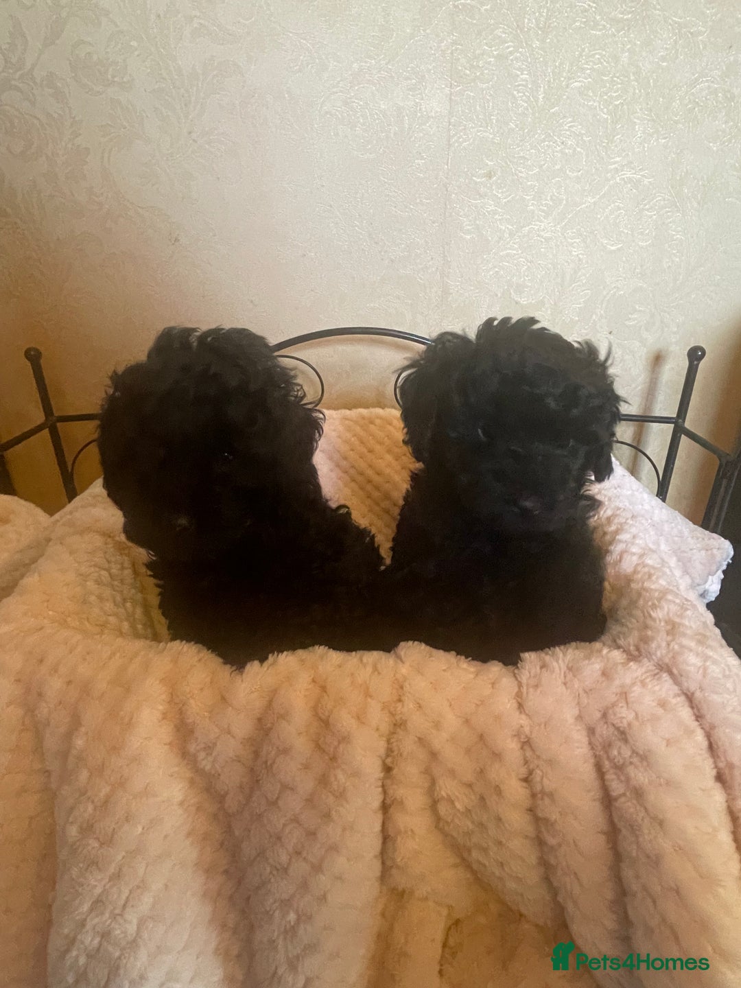 Mixed Breed dogs for sale: Hungarian puli cross miniature poodle puppies - Image 9
