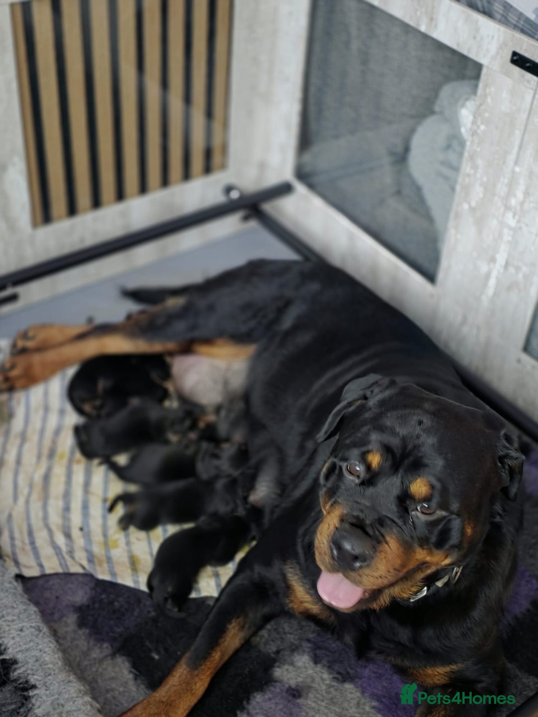 Rottweiler dogs for sale: Beautiful chunky Rottweiler puppies  - Advert 4