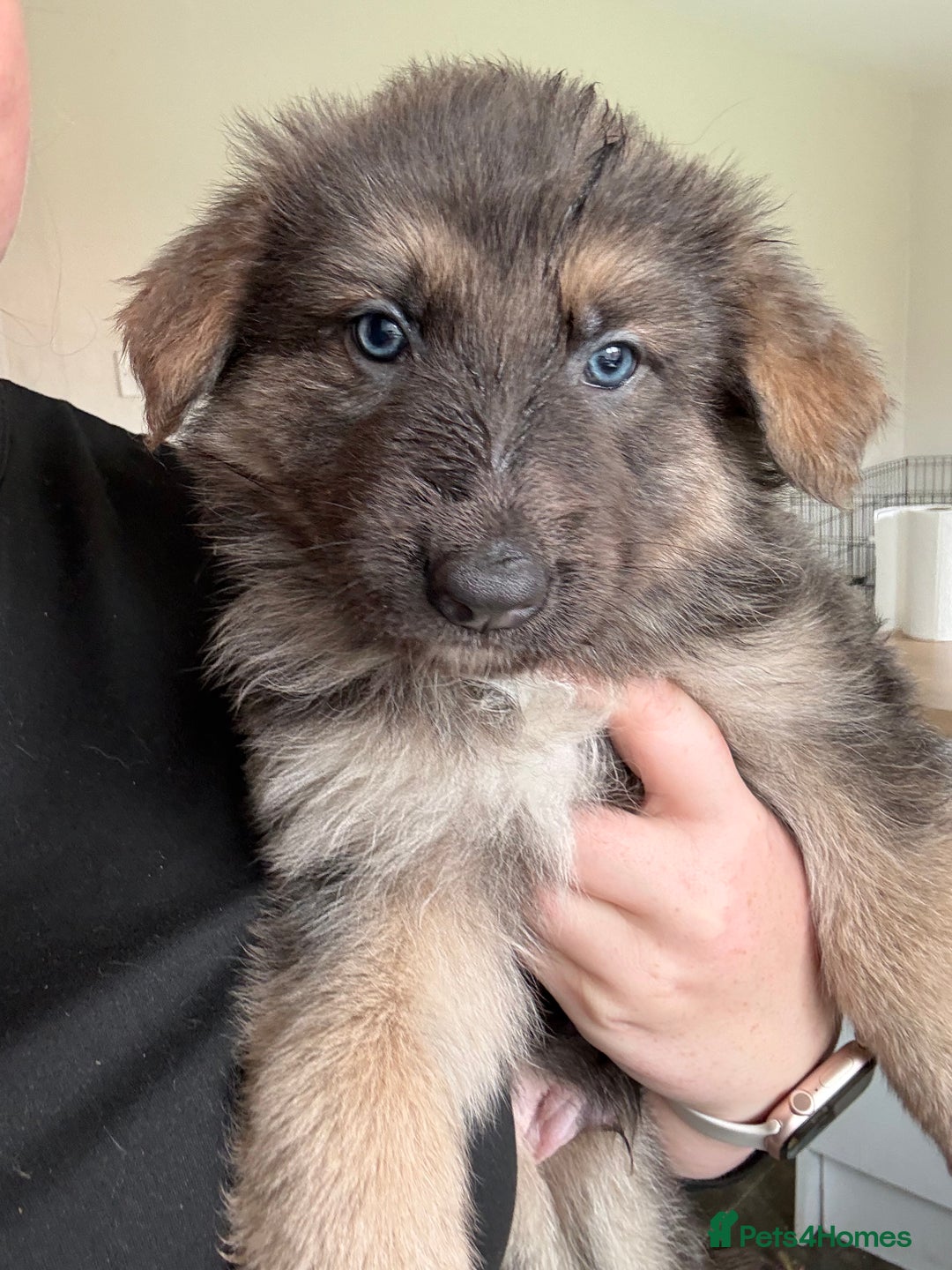Sable German Blue Eyed German Shepherd For Sale Shepherd Pup Blue
