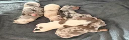 Miniature Dachshund dogs for sale: STUNNING MINIATURE DAPPLE DACHSHUNDS KC CARRY LONG - Advert 2
