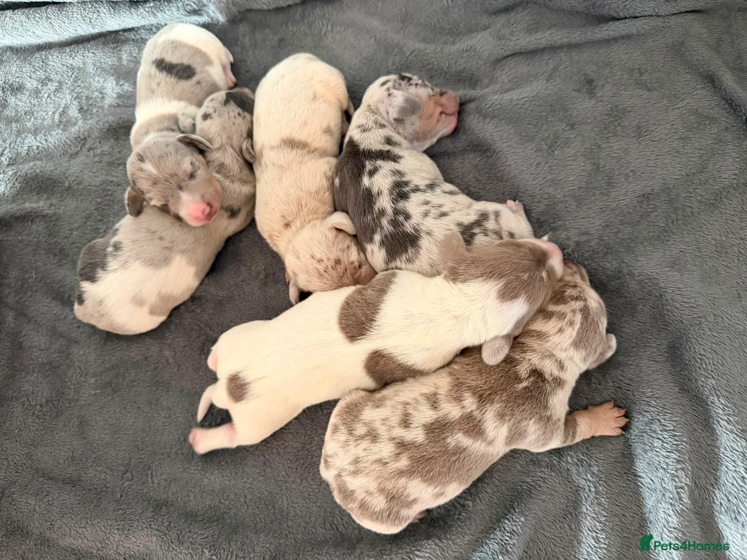 Miniature Dachshund dogs for sale: STUNNING MINIATURE DAPPLE DACHSHUNDS KC CARRY LONG - Advert 2