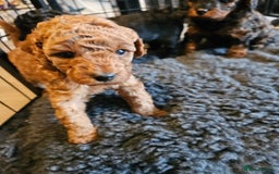 Miniature Poodle dogs for sale: Beautiful Health Tested Poodles - Advert 21