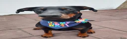 Dobermann dogs for sale: 4 year old male Doberman - Travis - Advert 22