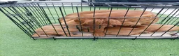 Cocker Spaniel dogs for sale: Outstanding d, n, a cocker spaniels in Bishop Auckland - Advert 2