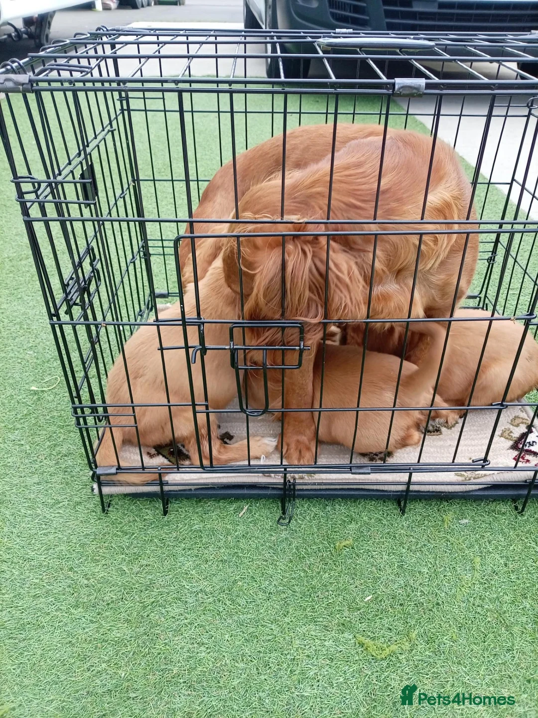 Cocker Spaniel dogs for sale: Outstanding d, n, a cocker spaniels in Bishop Auckland - Advert 2