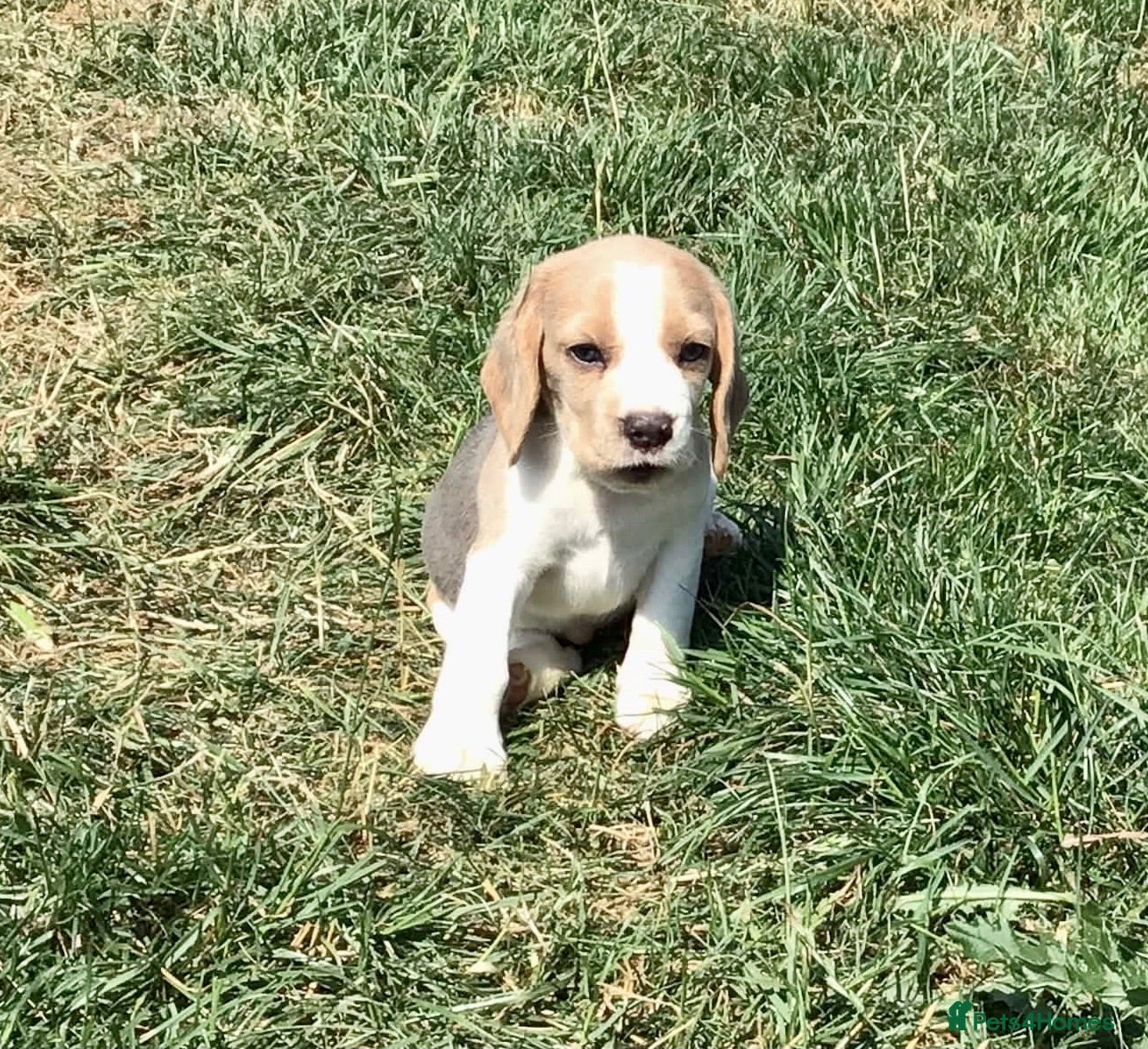 Beagle dogs STUNNING KENNEL CLUB REG BEAGLE PUPPIES - Advert 1