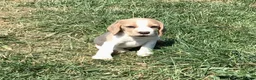 Beagle dogs for sale: STUNNING KENNEL CLUB REG BEAGLE PUPPIES - Advert 1