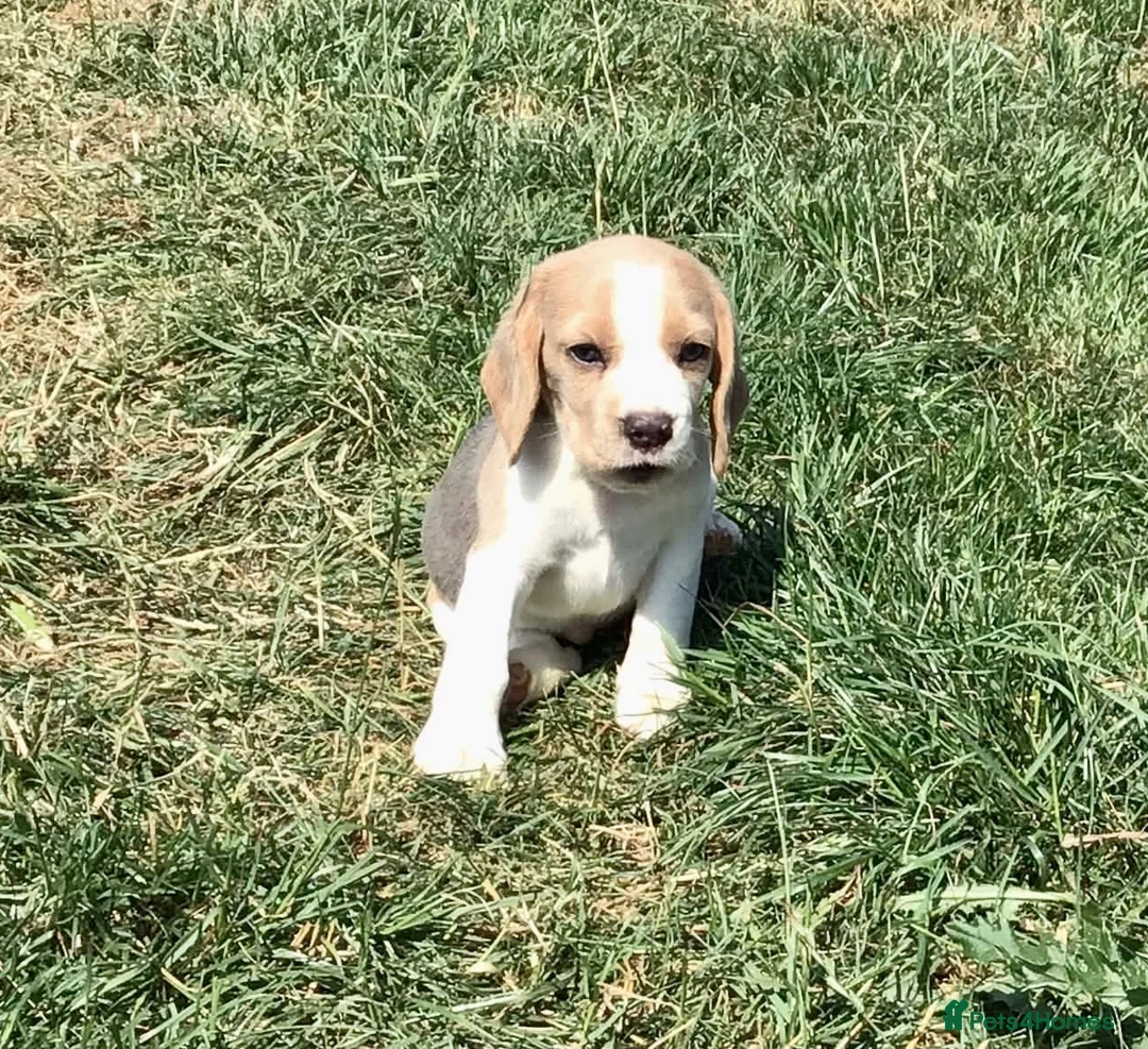 Beagle dogs for sale: STUNNING KENNEL CLUB REG BEAGLE PUPPIES - Advert 1