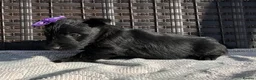 Scottish Terrier dogs for sale: Scottish Terrier Puppies  - Advert 13