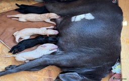 Australian Labradoodle dogs for sale: READY NOW! Stunning Lab x Australian Labradoodles - Image 23