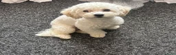 Poochon dogs for sale: Rikoo - Advert 8