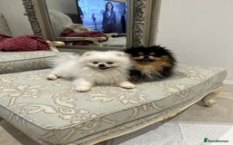 Pomeranian dogs for sale: ONLY 1 TEDDY BEAR BOY LEFT! 🧸💙 - Image 9