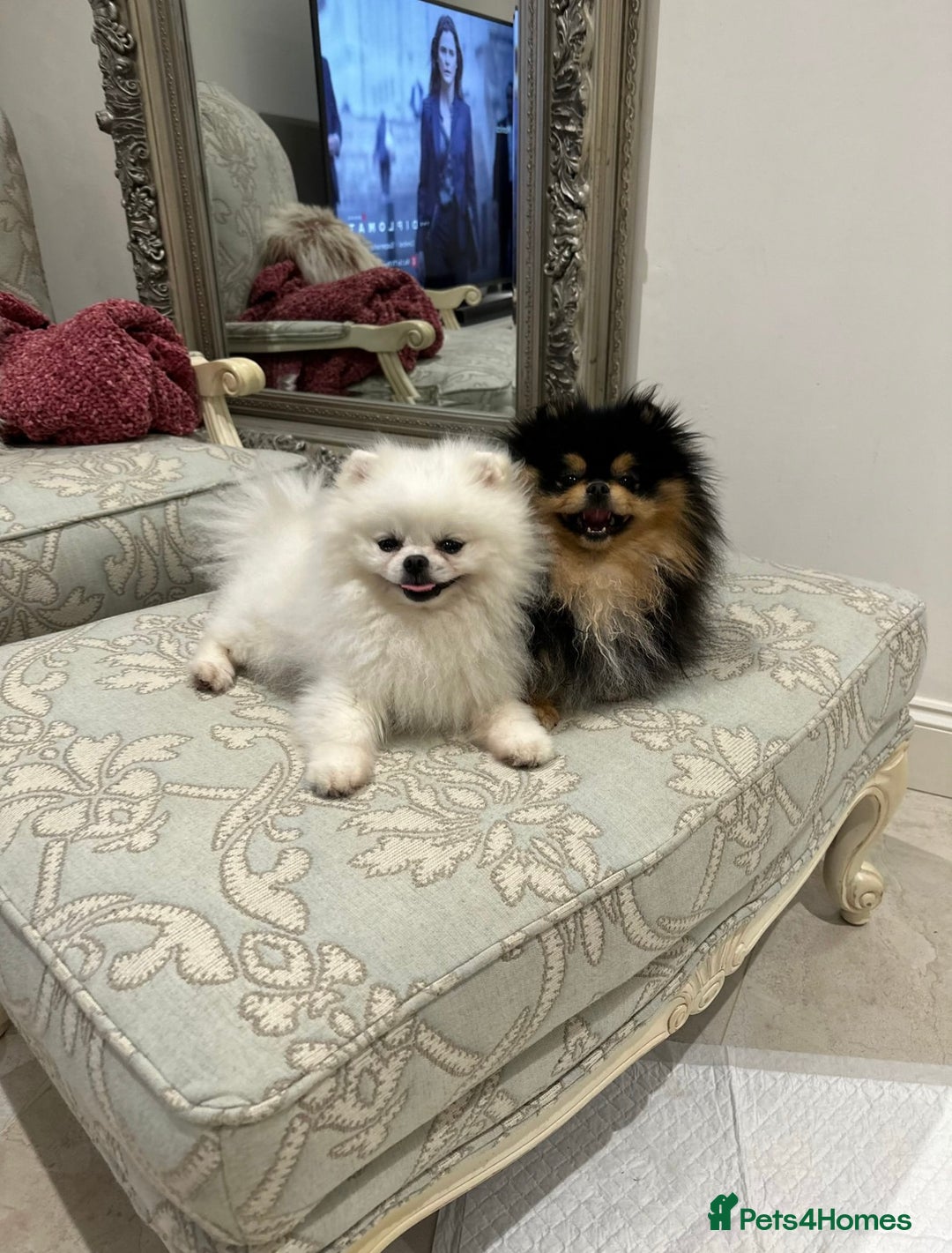 Pomeranian dogs for sale: ONLY 1 TEDDY BEAR BOY LEFT! 🧸💙 - Image 9