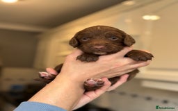 Sproodle dogs for sale: Gorgeous sproodle puppies - Family raised - Advert 7