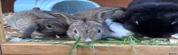 Mini Lop rabbits for sale: 🐰 Pure Bred Mini Lop Bunnies 🐰 - Advert 3