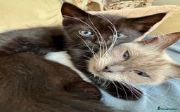 Ragdoll cats for sale: Ready now Ragdoll cross fluffy kittens 🐈‍⬛  - Image 9