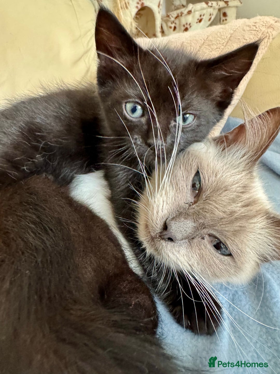 Ragdoll cats for sale: Ready now Ragdoll cross fluffy kittens 🐈‍⬛  - Image 9