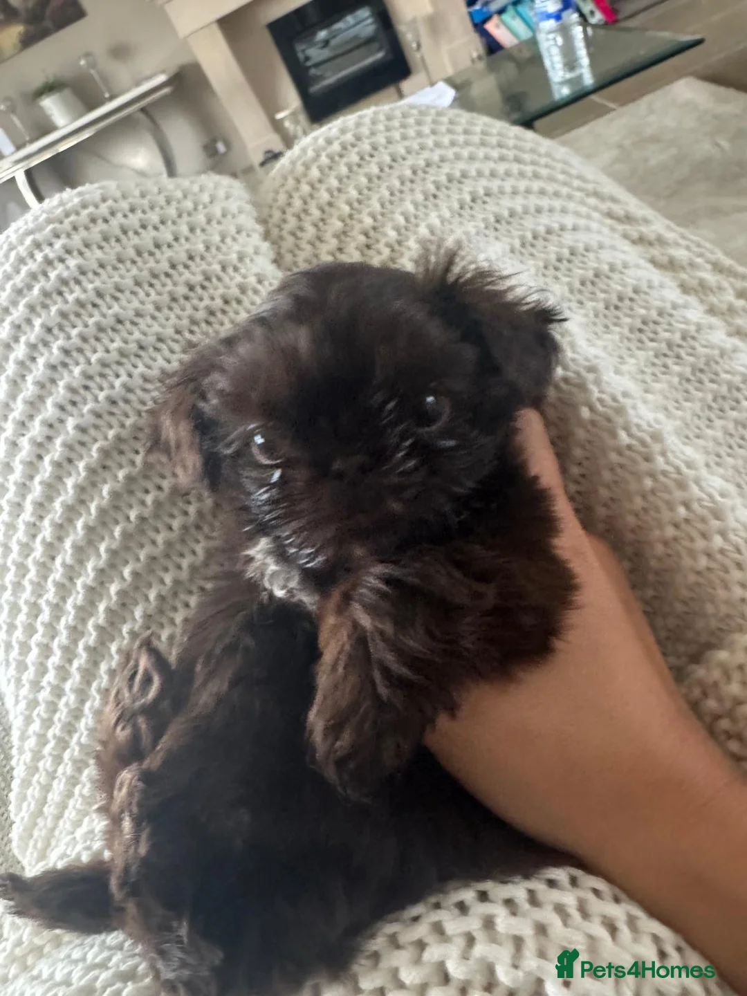 Shih Tzu dogs for sale: Imperial shih tzu - Advert 3