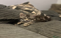 Maine Coon cats for sale: Gorgeous bundles of fluff n mischief  - Image 17