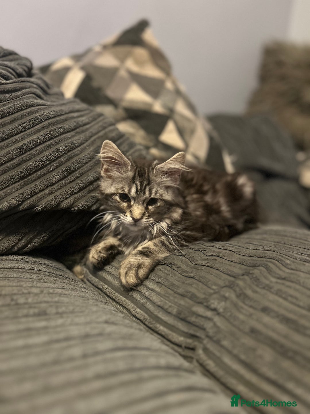 Maine Coon cats for sale: Gorgeous bundles of fluff n mischief  - Image 17
