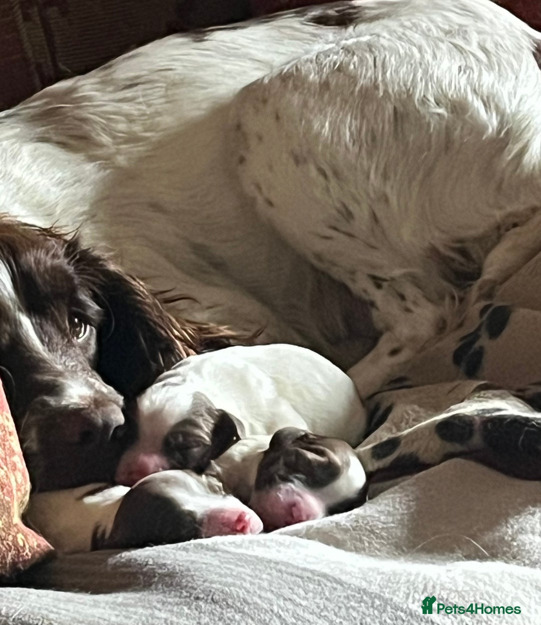 English Springer Spaniel dogs for sale: Meet ‘Spike’ - Advert 6
