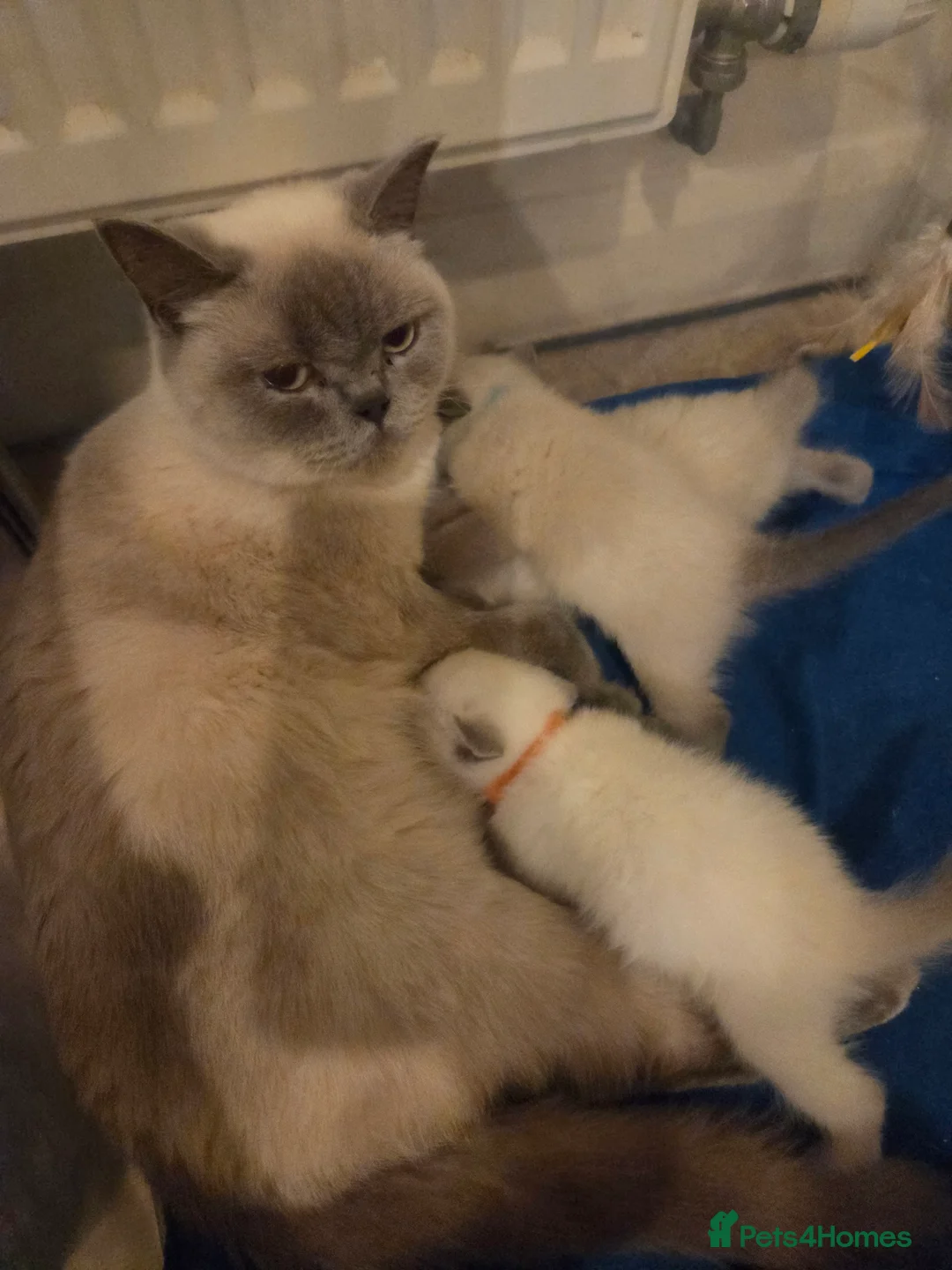 British Shorthair cats for sale: Colour point British short haired   in Derby - Advert 2