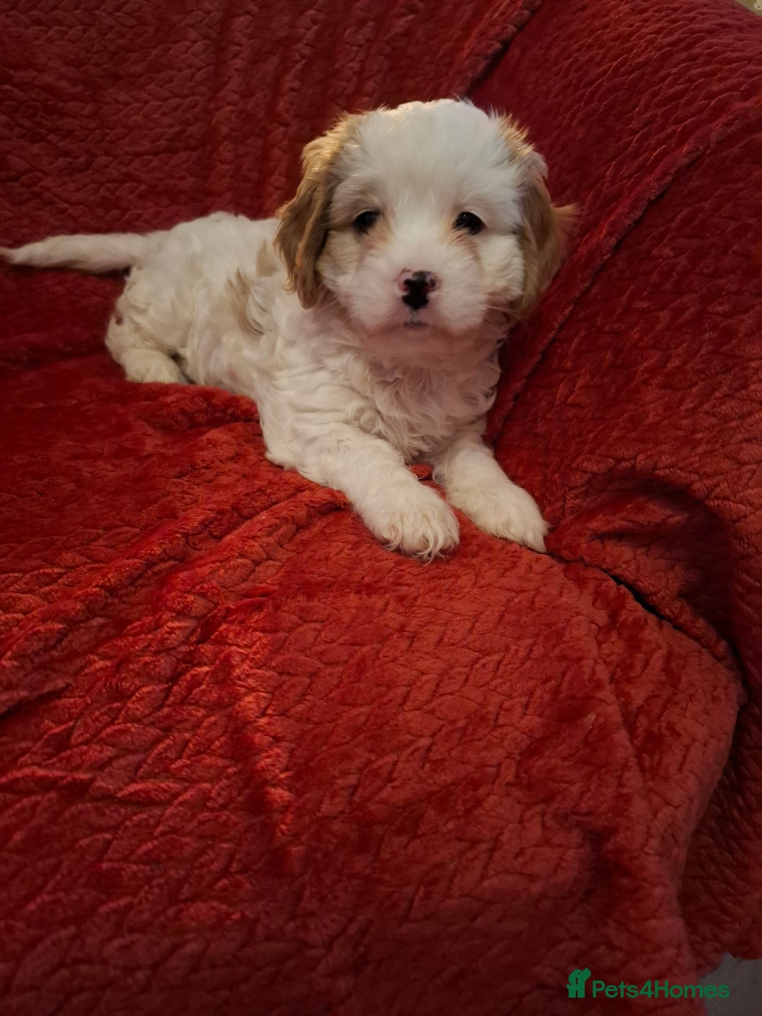 Cavapoochon dogs for sale: Cavapoochon Girl - Advert 7