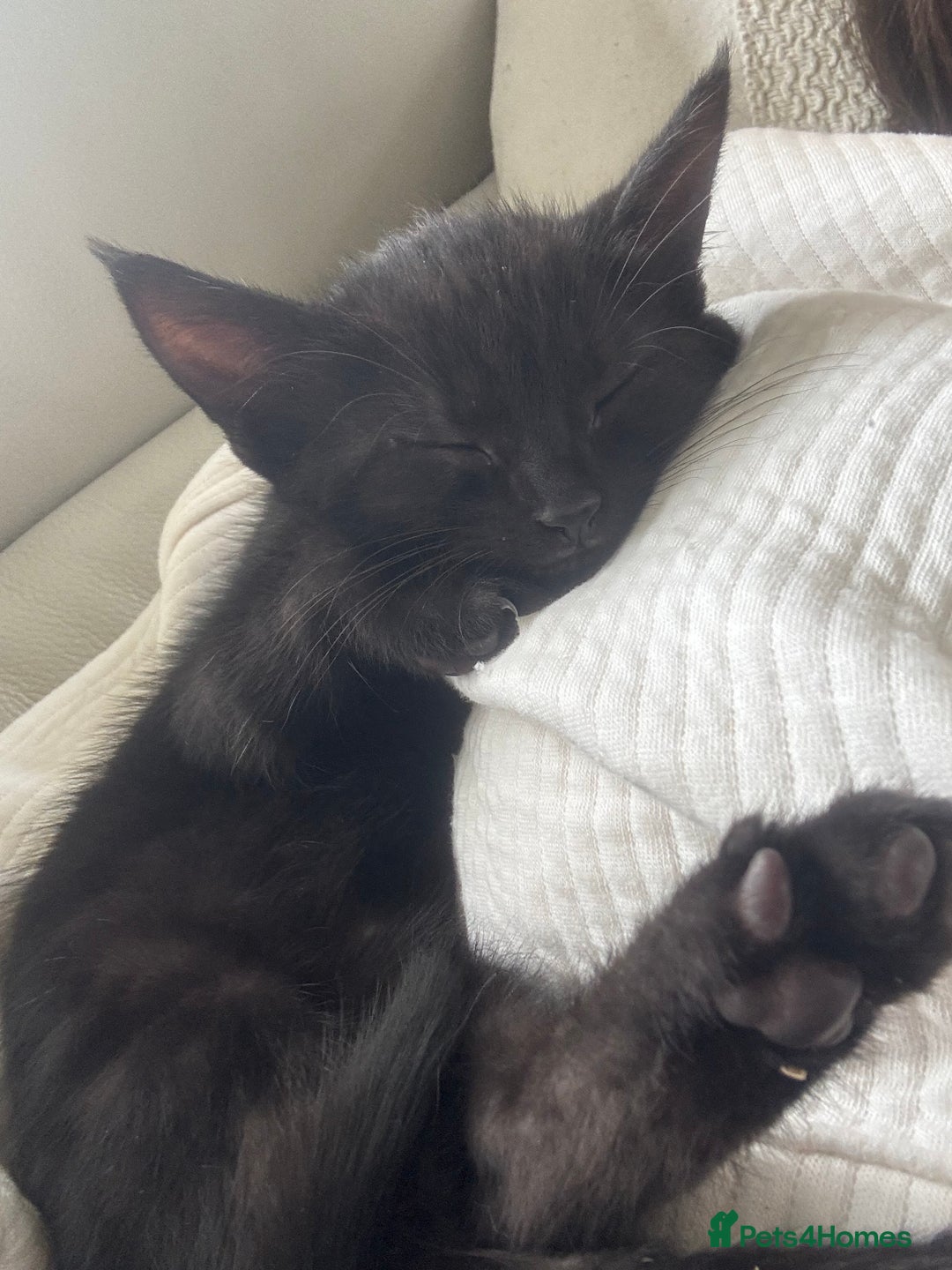 Mixed Breed cats for sale: Two black female kittens - Image 3