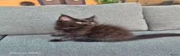 Maine Coon cats for sale: Licensed breeder-maine coon  - Advert 27