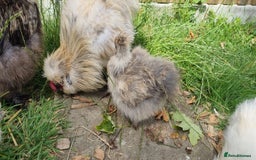 Chickens poultry for sale: Bearded Silkie (8-10 weeks) - Image 8