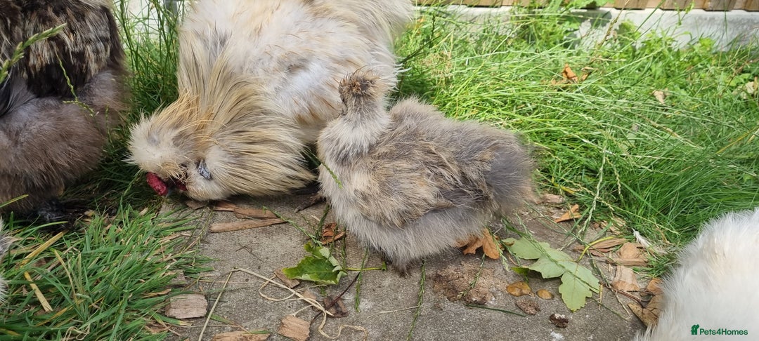 Chickens poultry for sale: Bearded Silkie (8-10 weeks) - Image 8