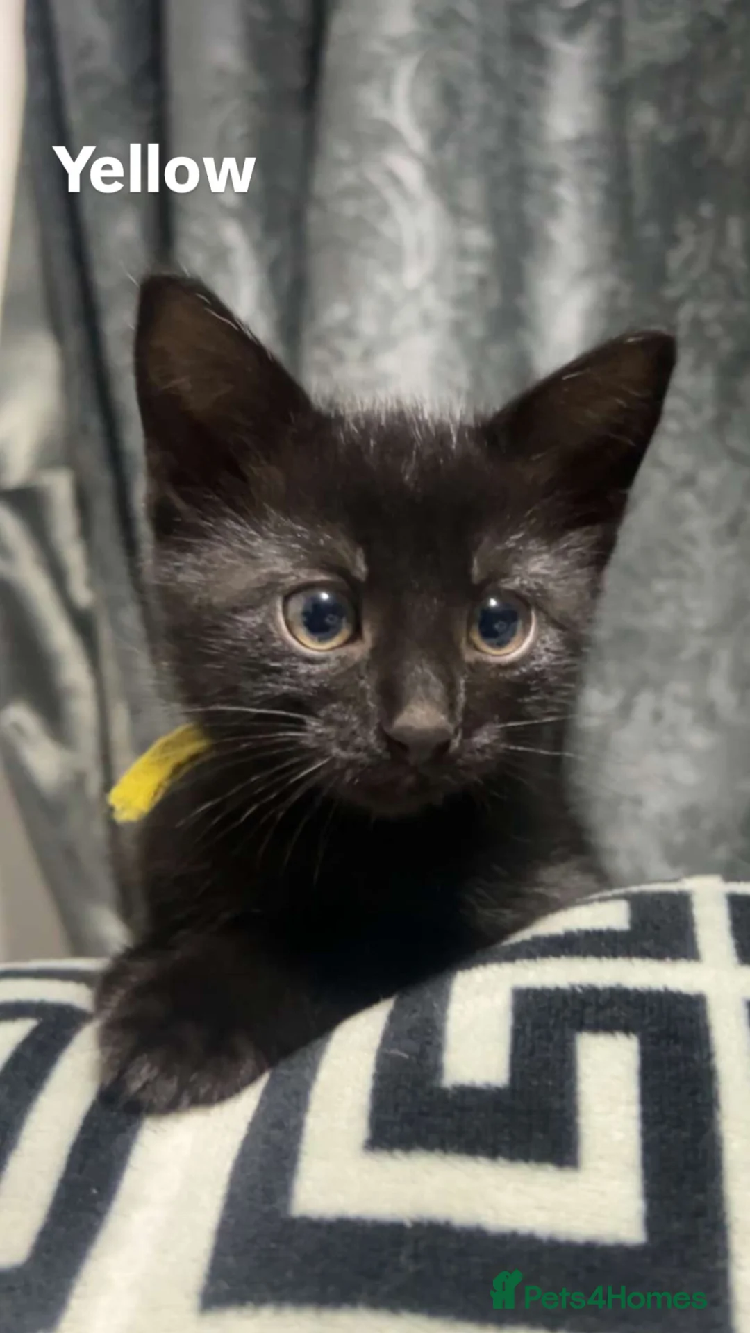 Mixed Breed cats for sale: 3 female kittens  - Advert 2