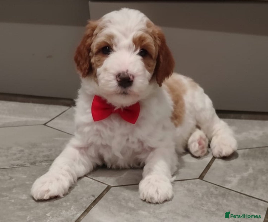 Double Doodle dogs for sale: Parti Double Doodles🐾  - Advert 30