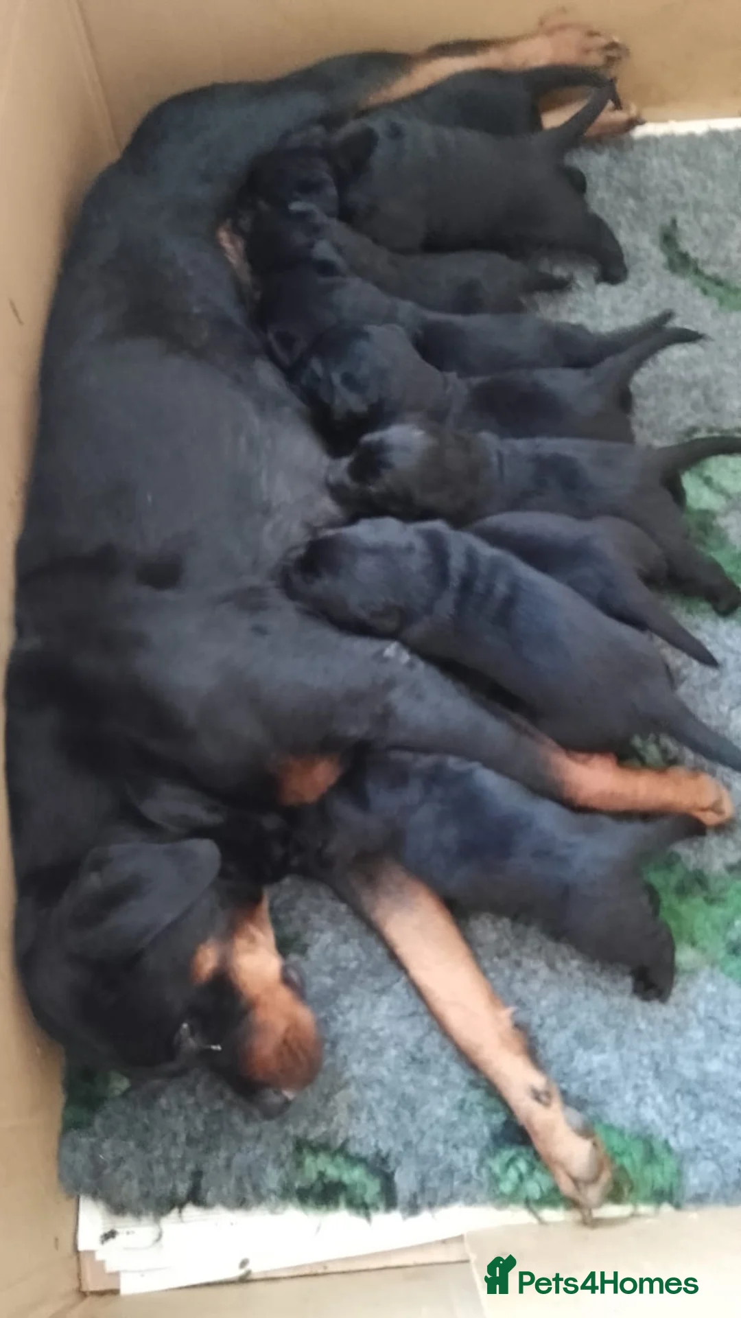Mixed Breed dogs for sale: Rottweiler /Labrador puppies - Advert 5