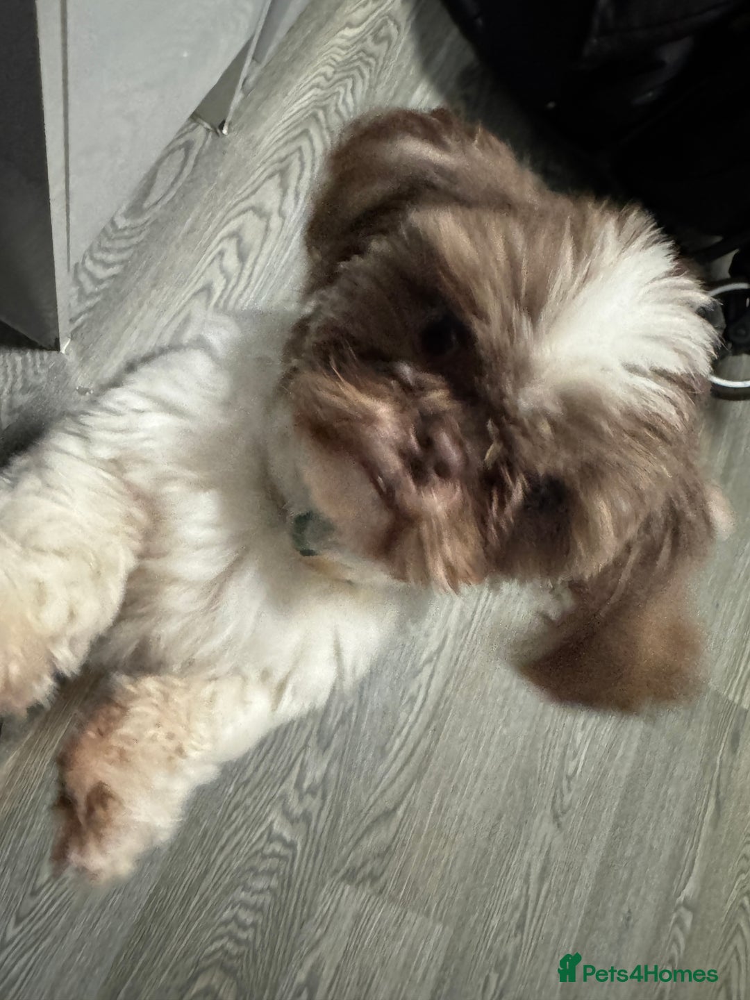 Mixed Breed dogs for sale: Lovely girl Elsie looking for home - Advert 4