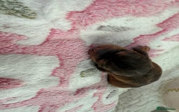 Cockapoo dogs for sale: Ready Dec 20th. Fully dna & health tested clear - Image 14