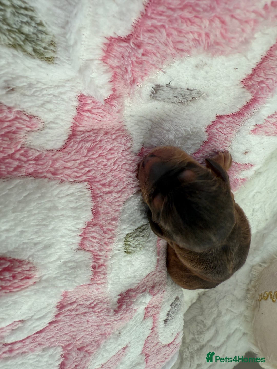 Cockapoo dogs for sale: Ready Dec 20th. Fully dna & health tested clear - Image 14